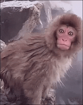 Shocked monkey with wide eyes